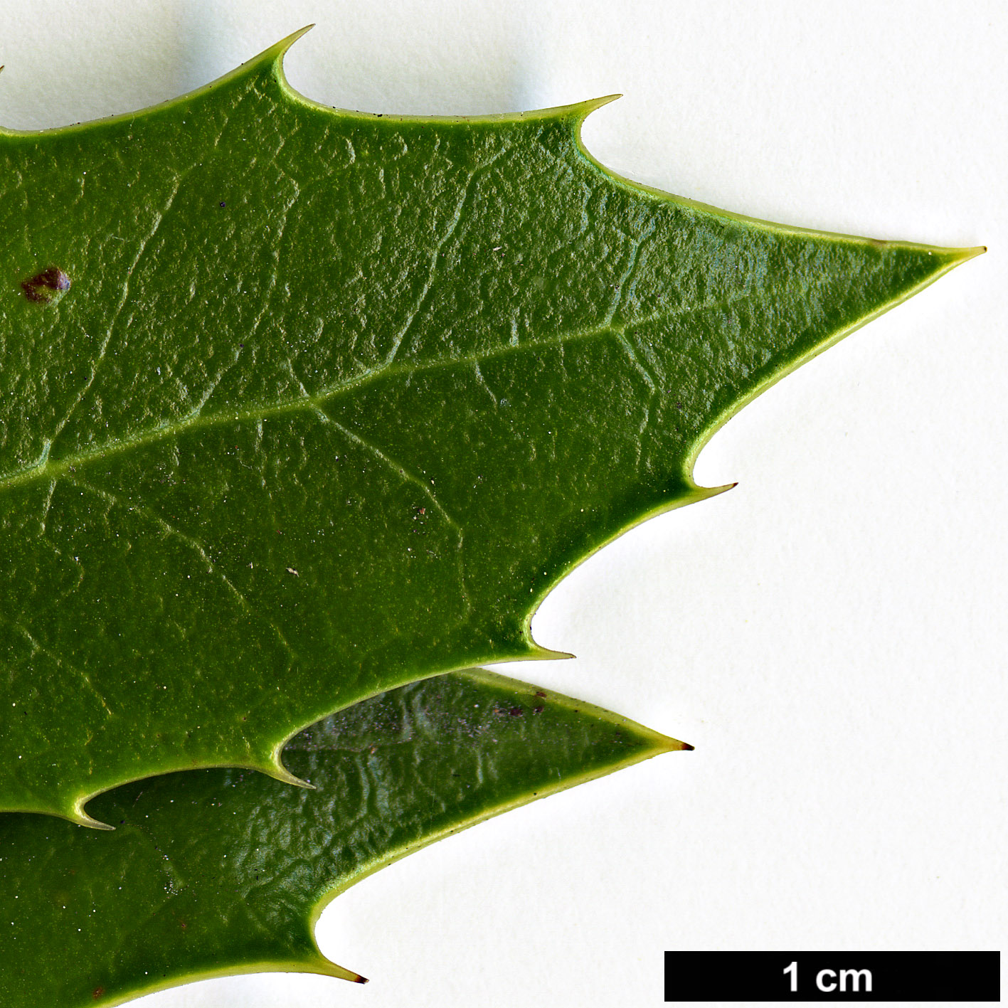 High resolution image: Family: Aquifoliaceae - Genus: Ilex - Taxon: colchica